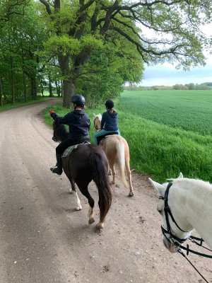 Pensionsstall und Alpakazucht am Stolper See