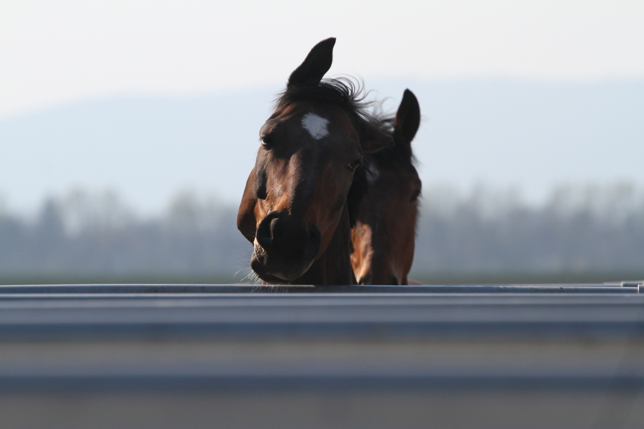  Equo Reitsportzentrum