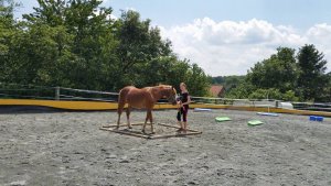 Pferderanch Steiner