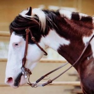 Pferderanch Steiner
