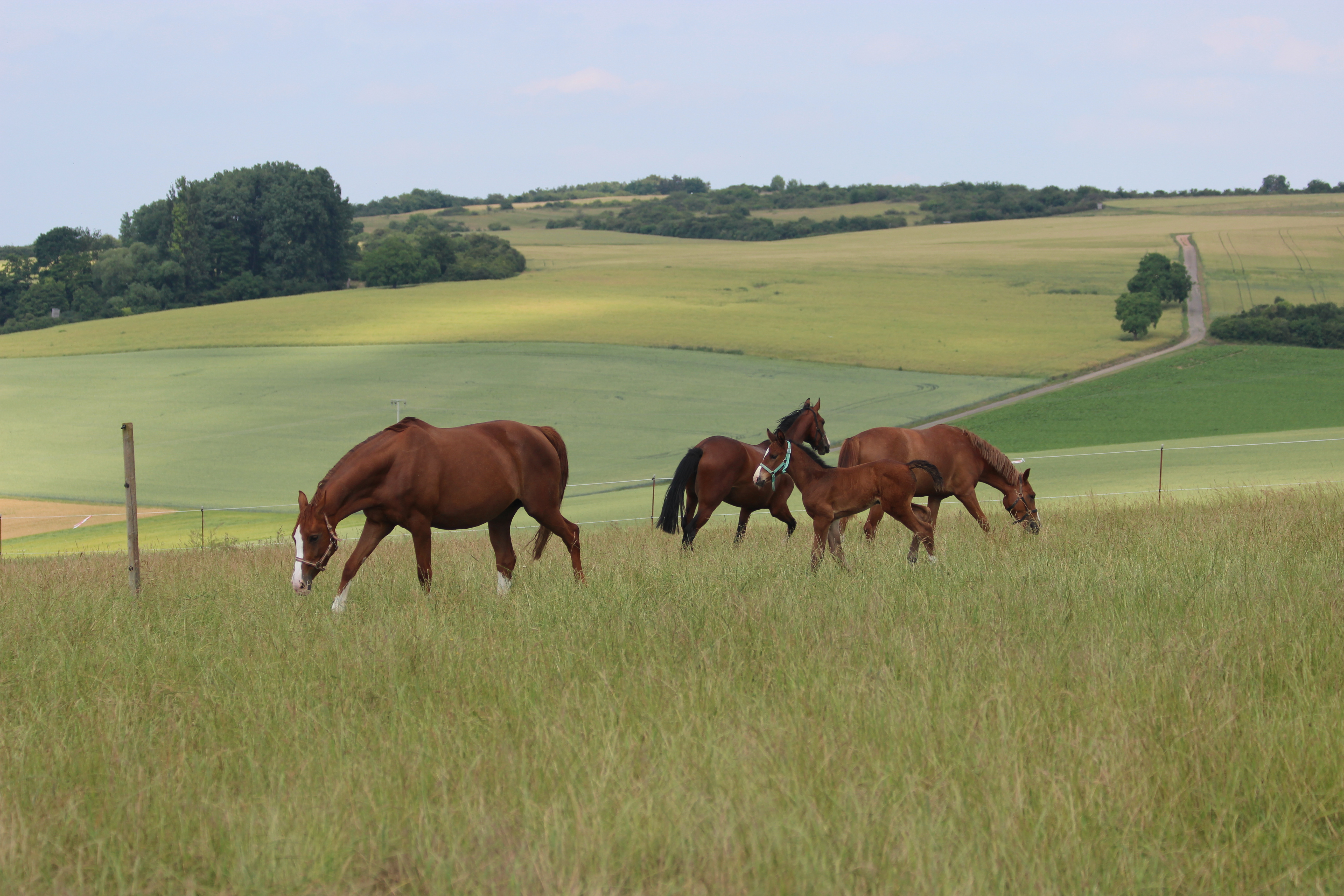 Hof Hohe Birken
