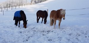 Pensionsstall Josef Schmid bei Sursee