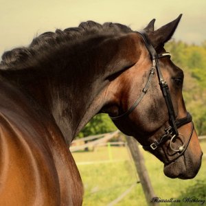 Reitstall am Weinberg