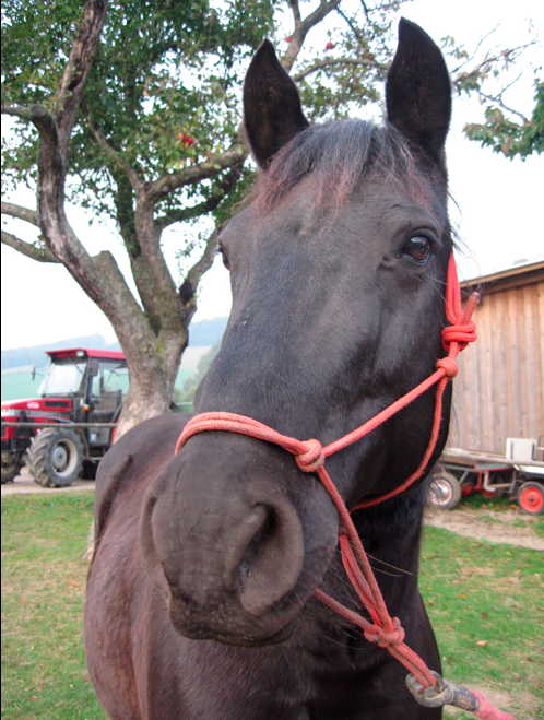 Kopf eines schwarzen Pferdes mit Schnurhalfter, Ohren sind nach vorne gerichtet